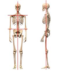 解剖学的肢位
